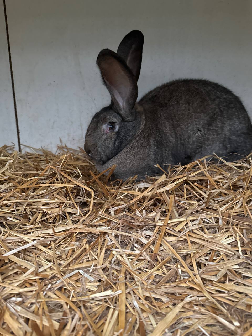Kaninchen 3